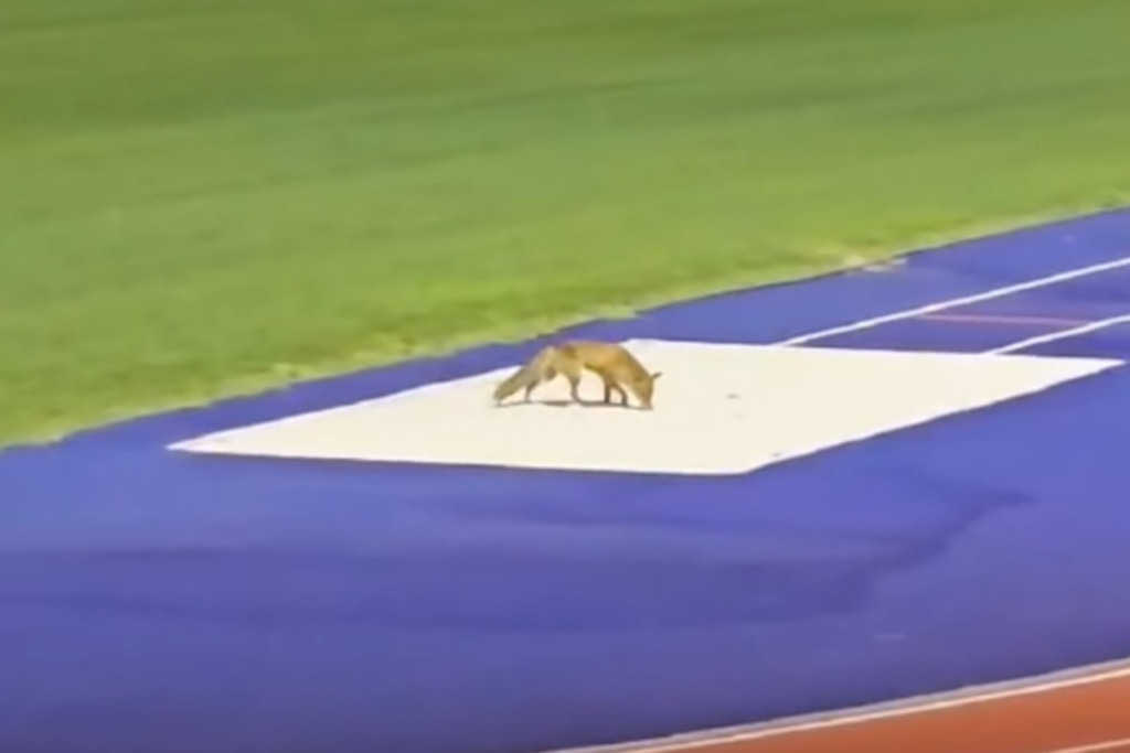 Αλεπού ζήλεψε τον Τεντόγλου και πήγε για προπόνηση στο ΟΑΚΑ