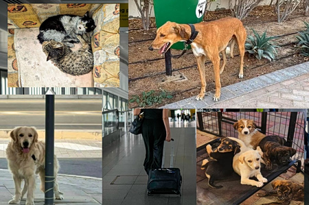 Πόλεμος στο Ιράν – Απόγνωση στο Ντουμπάι: Το δραματικό δίλημμα για τα κατοικίδια