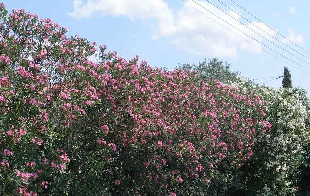 Πικροδάφνη: μεταξύ επιστήμης, περιβάλλοντος και υπερβολής