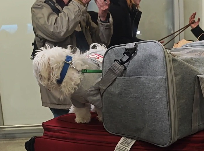 Επαναπατρισμός κατοικιδίων: Έλληνες επέστρεψαν με τα «τετράποδα μέλη» των οικογενειών τους από τη Μ. Ανατολή