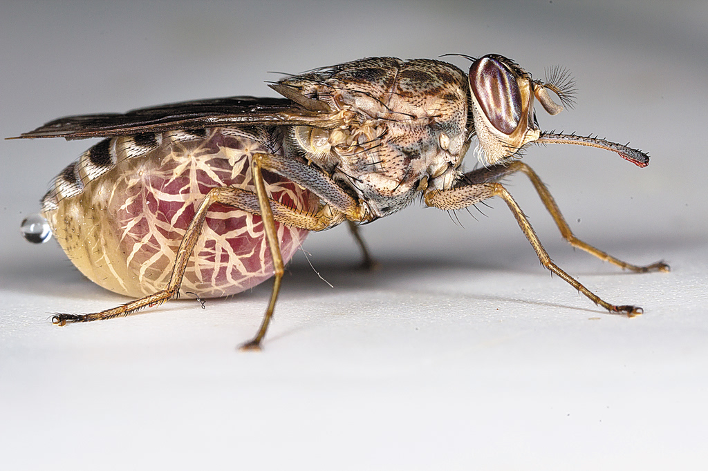 Νέα θεραπεία υπόσχεται να εξαλείψει την ασθένεια από τη μύγα τσετσέ