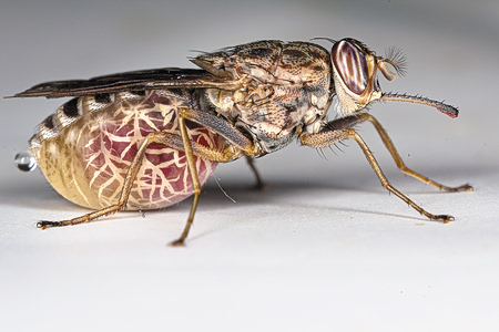 Νέα θεραπεία υπόσχεται να εξαλείψει την ασθένεια από τη μύγα τσετσέ