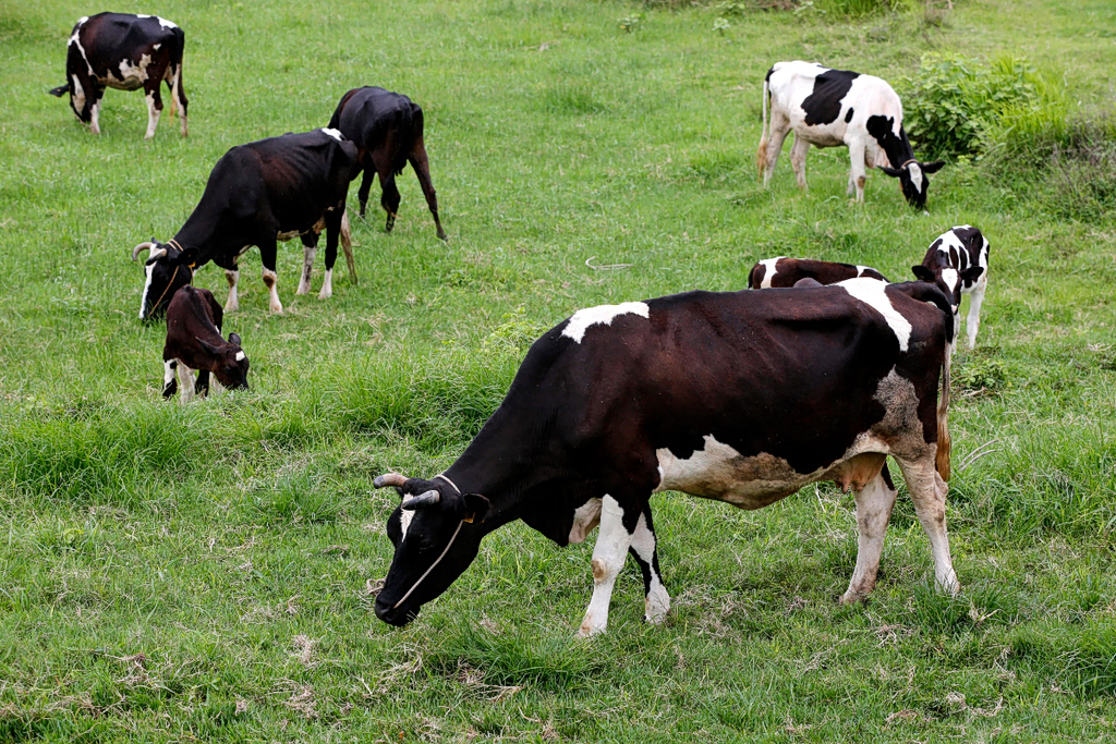 Αφθώδης πυρετός: Τι είναι και πώς αντιμετωπίζεται; Κινδυνεύουν οι άνθρωποι;