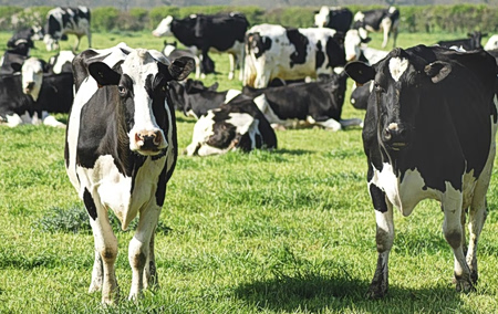 Δεύτερο κρούσμα αφθώδη πυρετού στη Μυτιλήνη – Μπλόκο στο λιμάνι από κτηνοτρόφους