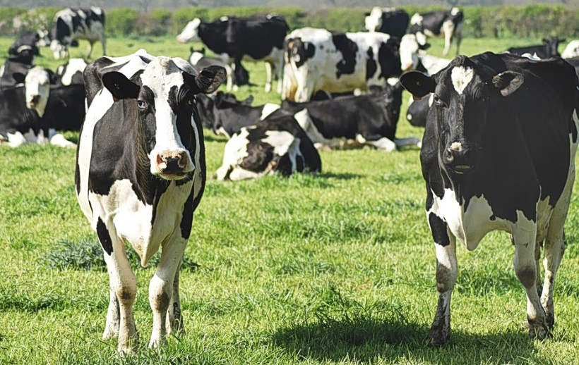 Δεύτερο κρούσμα αφθώδη πυρετού στη Μυτιλήνη – Μπλόκο στο λιμάνι από κτηνοτρόφους