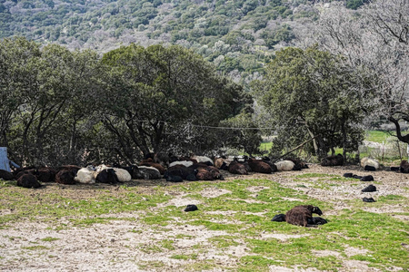Μυτιλήνη: Τρία νέα επιβεβαιωμένα κρούσματα αφθώδους πυρετού στη Λέσβο
