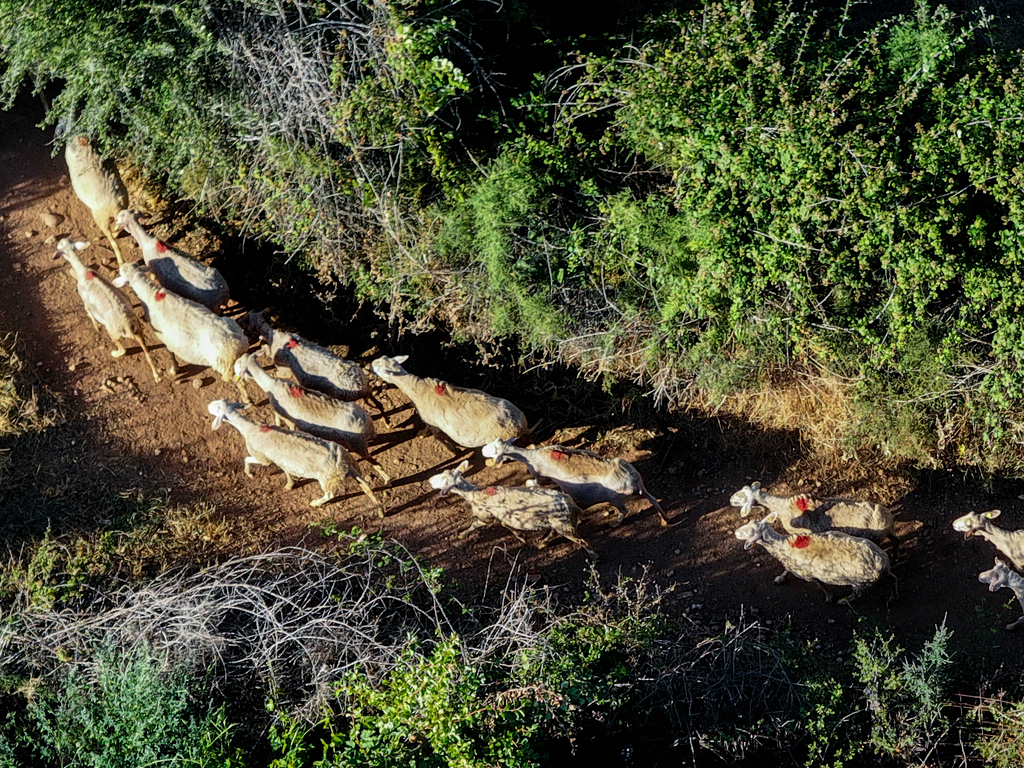 Λέσβος: 13 τα κρούσματα αφθώδους πυρετού – Μαζικές θανατώσεις ζώων και αυστηρά μέτρα
