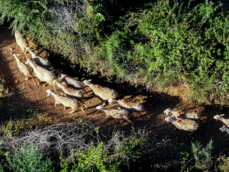 Λέσβος: 13 τα κρούσματα αφθώδους πυρετού – Μαζικές θανατώσεις ζώων και αυστηρά μέτρα