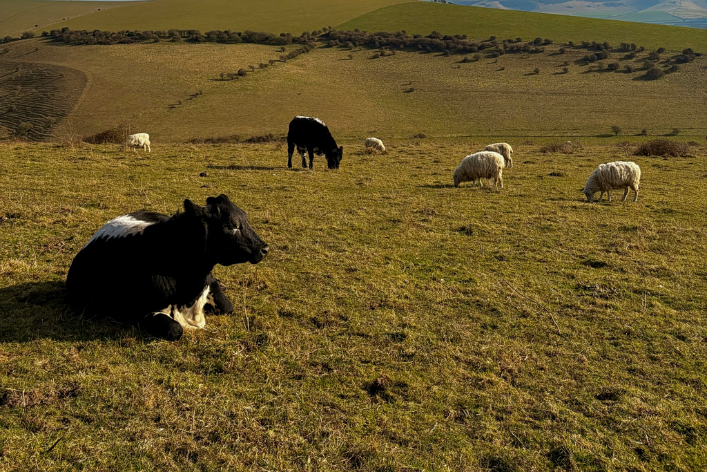 Γιατί προκαλεί ανησυχία ο αφθώδης πυρετός – Τα μέτρα και η ευρωπαϊκή πρακτική