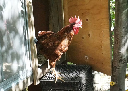 Κοτέτσι και στάνη σε ταράτσα 16όροφης πολυκατοικίας – Πού βρίσκονταν