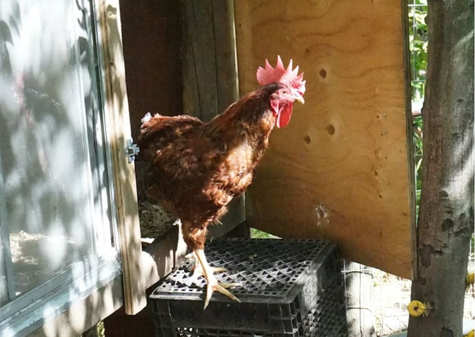 Κοτέτσι και στάνη σε ταράτσα 16όροφης πολυκατοικίας – Πού βρίσκονταν