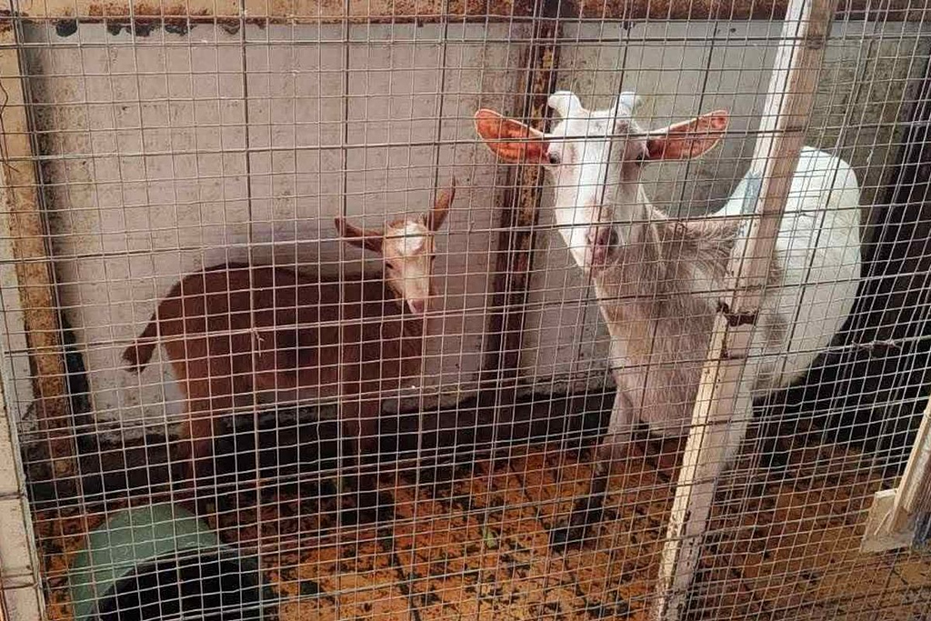 Αμπελόκηποι: «Όλα ήταν νόμιμα» – Τι λέει ο ιδιοκτήτης που είχε μαντρί σε ταράτσα