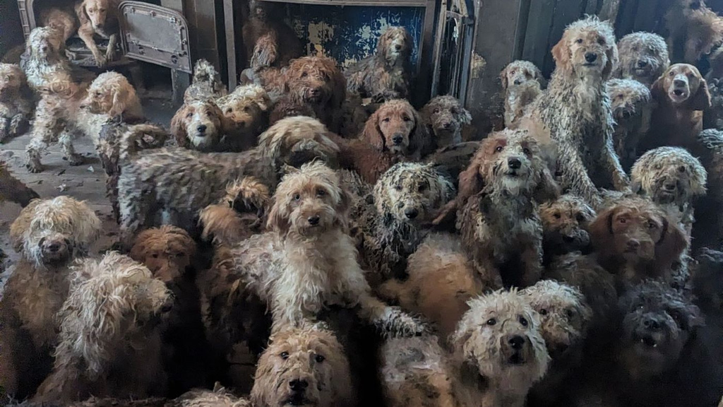 Βρετανία: Εικόνα με δεκάδες σκυλιά που δυστυχώς δεν ήταν AI