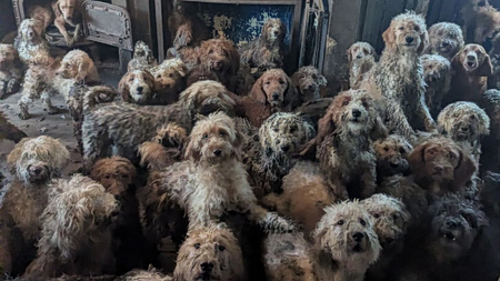 Η εικόνα με τα εκατοντάδες σκυλιά στη Βρετανία που δυστυχώς δεν ήταν AI