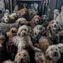 Βρετανία: Η ιστορία πίσω από την εικόνα με τα εκατοντάδες σκυλιά που δυστυχώς δεν ήταν AI