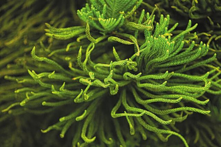 Ωκεανός fast food