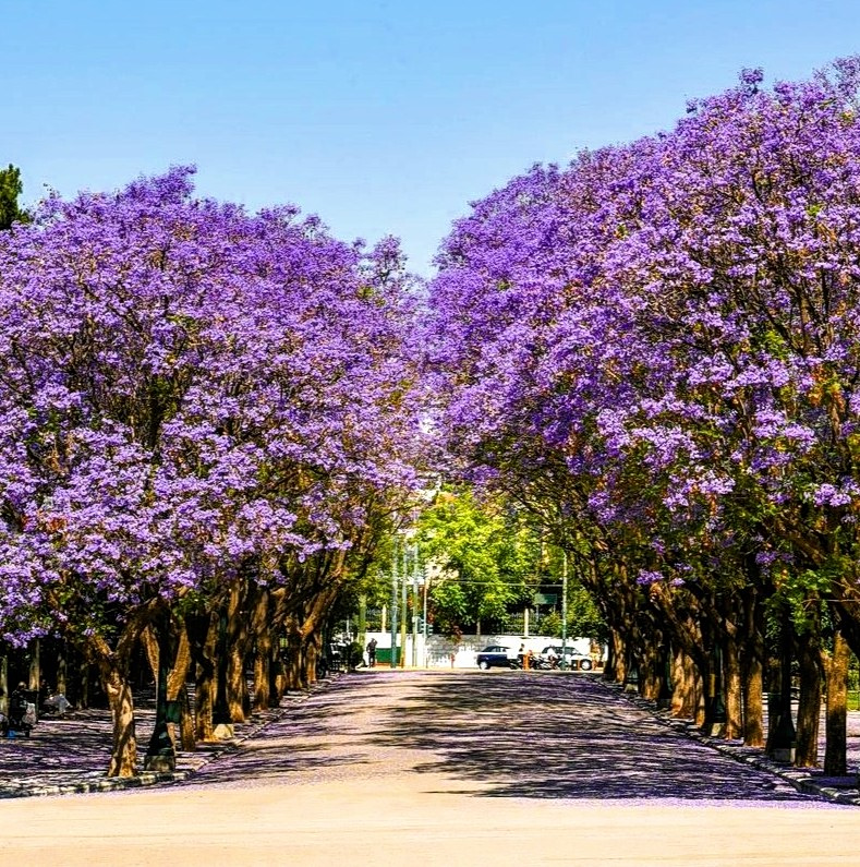 Τζακαράντα: Το δέντρο που χάρισε η βασίλισσα Αμαλία στην Αθήνα