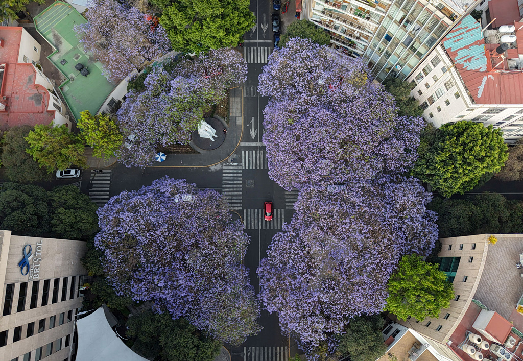 Τζακαράντα: Το δέντρο που χάρισε η βασίλισσα Αμαλία στην Αθήνα