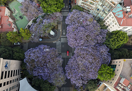 Η μυθολογία της τζακαράντας