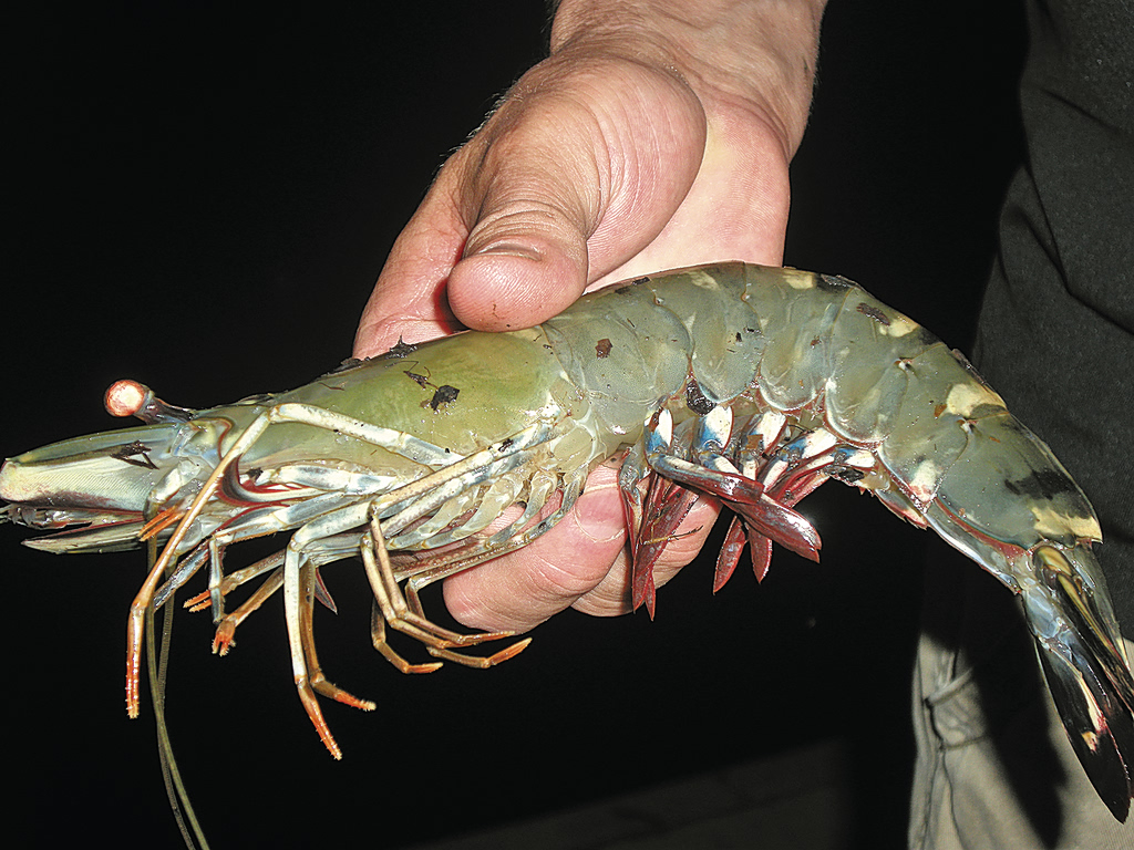 Οι «μαύρες τίγρεις» της Θεσπρωτίας