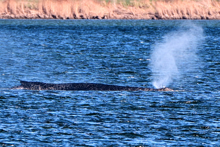Γερμανία: Free Timmy!
