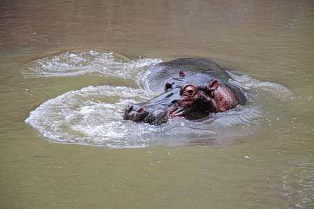 Θα σωθούν οι «ιπποπόταμοι της κοκαΐνης» του Εσκομπάρ;