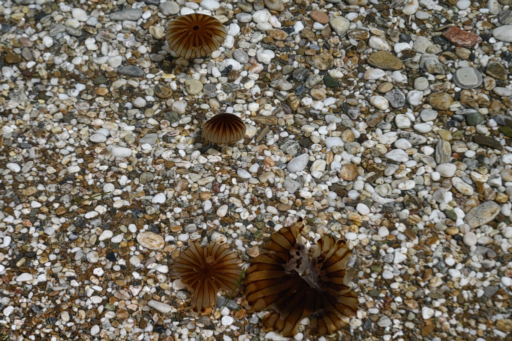 «Τα καλοκαίρια στον Ευβοϊκό θα μοιάζουν μακρινό όνειρο» – Μέδουσες «κατέκλυσαν» τις παραλίες σε Αττική και Εύβοια