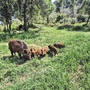 Το βάρος πίσω από το γουέστερν
