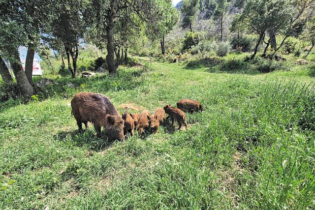 Το βάρος πίσω από το γουέστερν