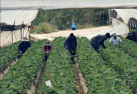 «Κόκκινος χρυσός»: Τα 13 χρόνια που (δεν) άλλαξαν τη Μανωλάδα