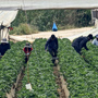 «Κόκκινος χρυσός»: Τα 13 χρόνια που (δεν) άλλαξαν τη Μανωλάδα