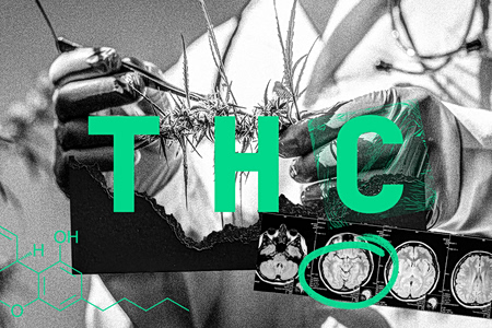 THC Legal: Μέσα στην Γκρίζα Αγορά των Συνθετικών