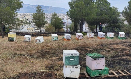 Φωτιά στη Φιλοθέη: Στο μικροσκόπιο τα μελίσσια – Αναζητούνται οι μελισσοκόμοι που εγκατέλειψαν το σημείο