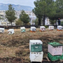 Φωτιά στη Φιλοθέη: Στο μικροσκόπιο τα μελίσσια – Αναζητούνται οι μελισσοκόμοι που εγκατέλειψαν το σημείο