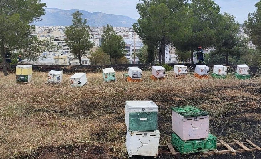 Φωτιά στη Φιλοθέη: Στο μικροσκόπιο τα μελίσσια – Αναζητούνται οι μελισσοκόμοι που εγκατέλειψαν το σημείο