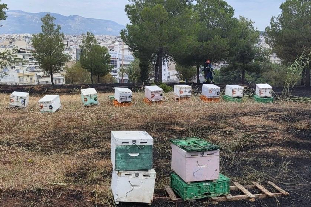Συνελήφθη 45χρονος μελισσοκόμος για τη φωτιά στο Άλσος Βεΐκου