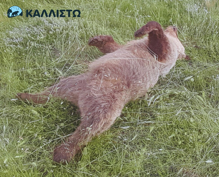 Αγρια ζωή: Νεκρό αρκουδάκι 2,5 ετών από πυροβόλο όπλο στο Πυλωρί Κοζάνης
