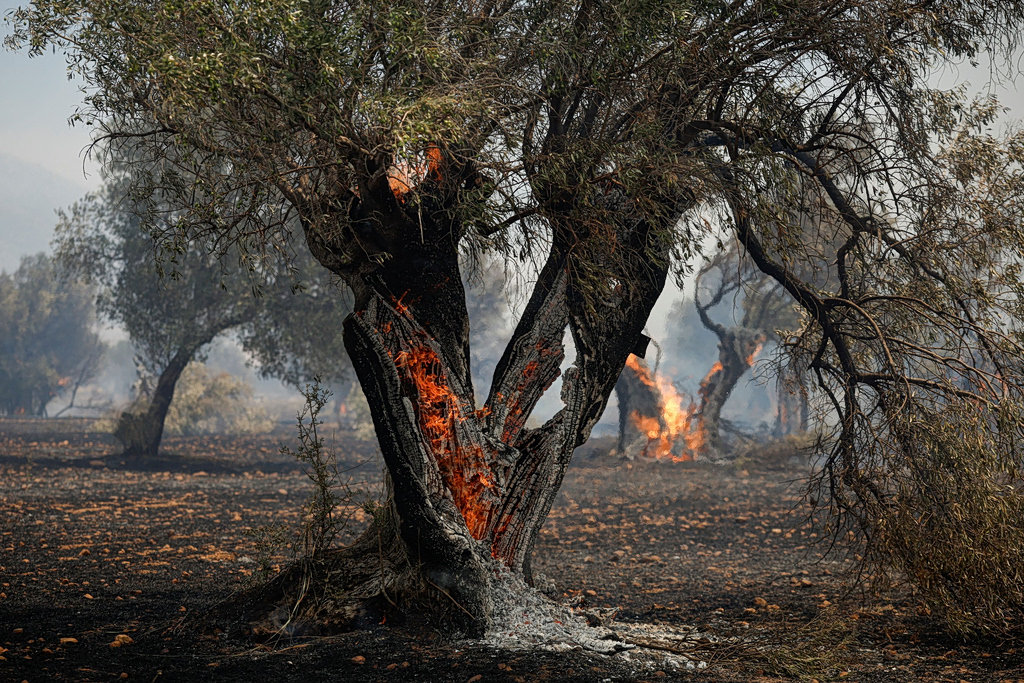 Φωτιά στην Αττικοβοιωτία: Πάνω από 110.000 στρέμματα έχουν γίνει στάχτη | Επικαιρότητα στο PlusTV.gr