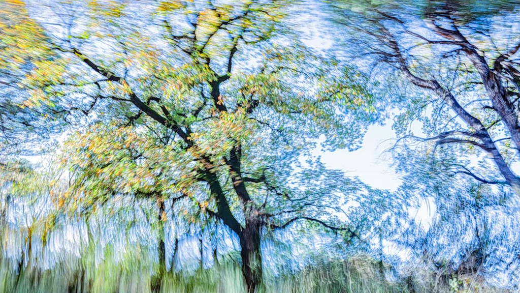 ?Trees Dance!: Η νέα φωτογραφική έκθεση του Τάσου Βρεττού στη Nitra Gallery | Επικαιρότητα στο PlusTV.gr
