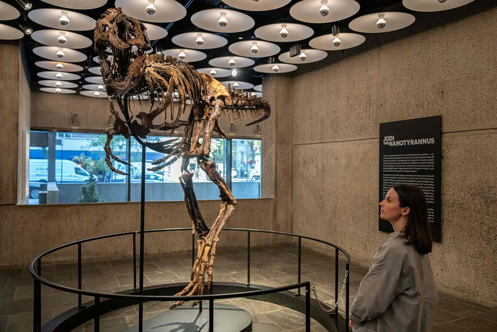 Μικρός T. rex, τεράστιο ποσό: Δεινόσαυρος πουλήθηκε για 47 εκατ. δολάρια | Επικαιρότητα στο LivePress.gr